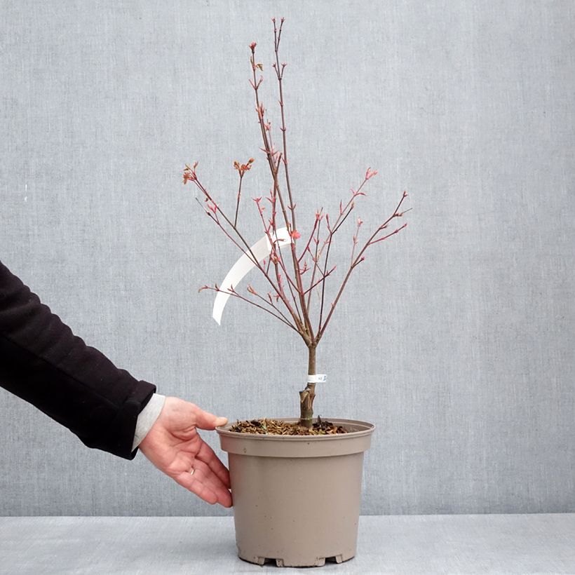Exemplar von Fächerahorn Asahi Zuru - Acer palmatum Topf mit 4L/5LGelieferte Höhe ca. 50/60cm wie im Frühjahr geliefert