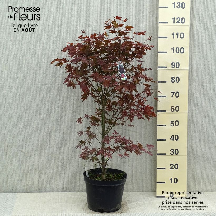 Exemplar von Fächerahorn Atropurpureum - Acer palmatum Topf mit 4L/5L wie im Sommer geliefert
