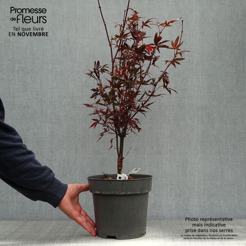 Exemplar von Fächerahorn Brandt’s Dwarf - Acer palmatum Topf mit 4L/5L wie im Herbst geliefert