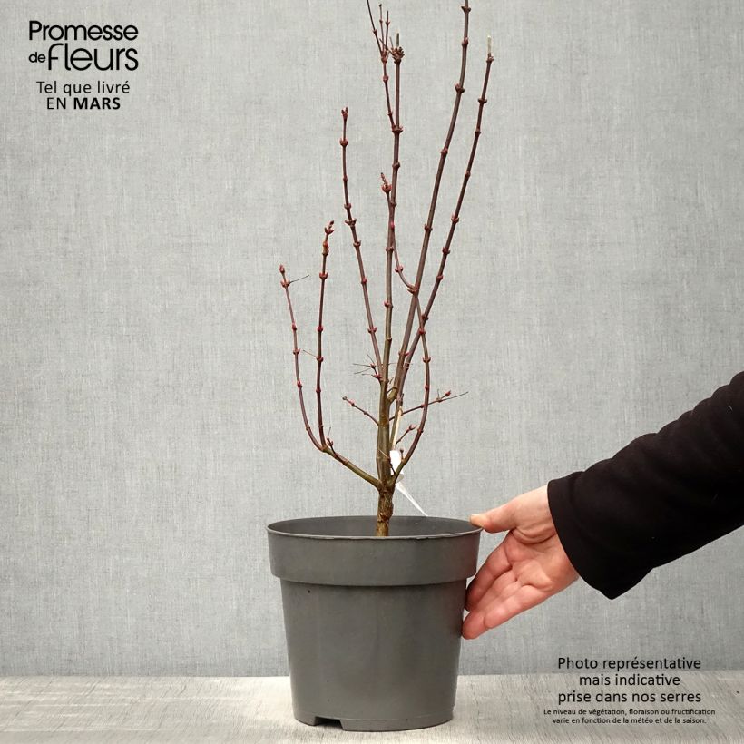 Exemplar von Fächerahorn Brandt’s Dwarf - Acer palmatum Topf mit 4L/5LGelieferte Höhe ca. 50/60cm wie im Frühjahr geliefert
