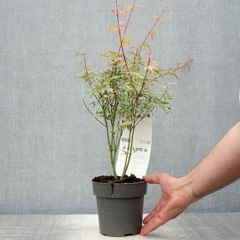 Exemplar von Fächerahorn Butterfly - Acer palmatum Topf mit 1L/1,5LGelieferte Höhe ca. 20/+cm wie im Sommer geliefert