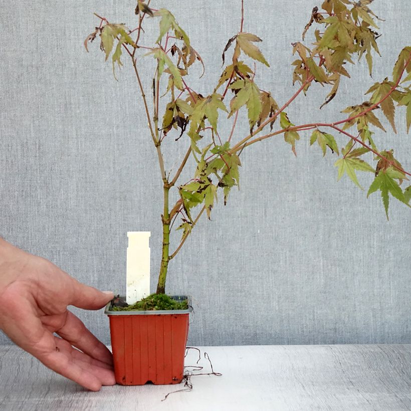 Exemplar von Fächerahorn - Acer palmatum Kleine Töpfe von 8/9 cm wie im Sommer geliefert