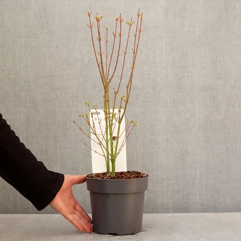Exemplar von Fächerahorn Going Green - Acer palmatum Topf mit 3L/4LGelieferte Höhe ca. 40/+cm wie im Frühjahr geliefert