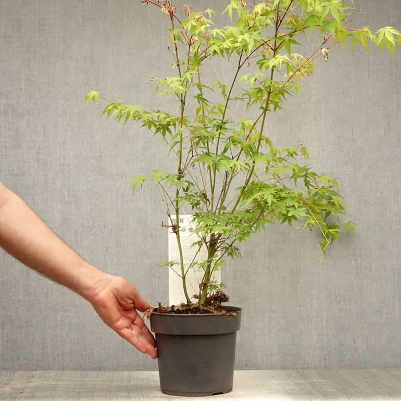 Exemplar von Fächerahorn Katsura - Acer palmatum Topf mit 2L/3L wie im Sommer geliefert