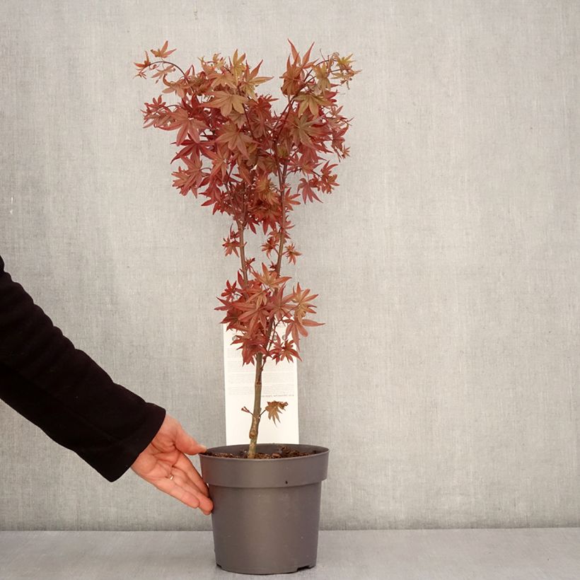 Exemplar von Fächerahorn Little Red - Acer palmatum Topf mit 3L/4LGelieferte Höhe ca. 30/35cm wie im Frühjahr geliefert