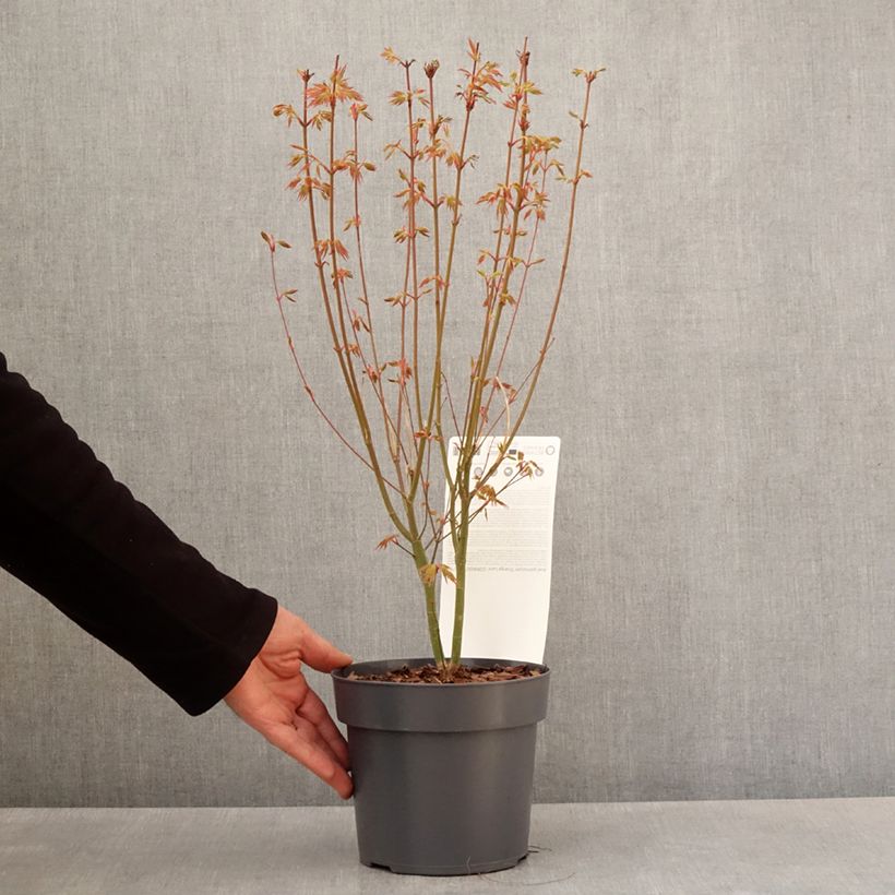 Exemplar von Fächerahorn Orange Lace - Acer palmatum Topf 10 cm/11cmGelieferte Höhe ca. 20/25cm wie im Frühjahr geliefert