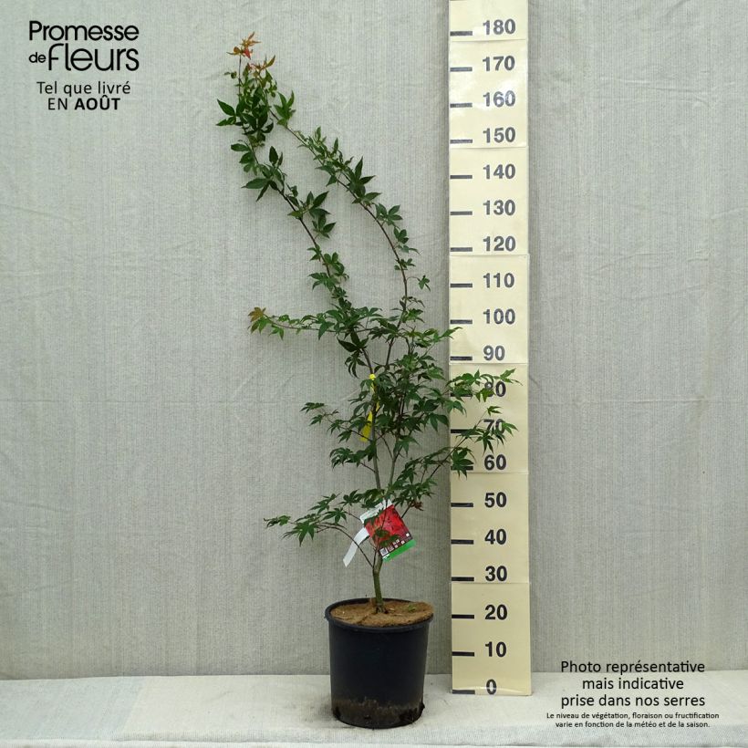 Exemplar von Fächerahorn Osakazuki - Acer palmatum Topf mit 12L/15L wie im Sommer geliefert