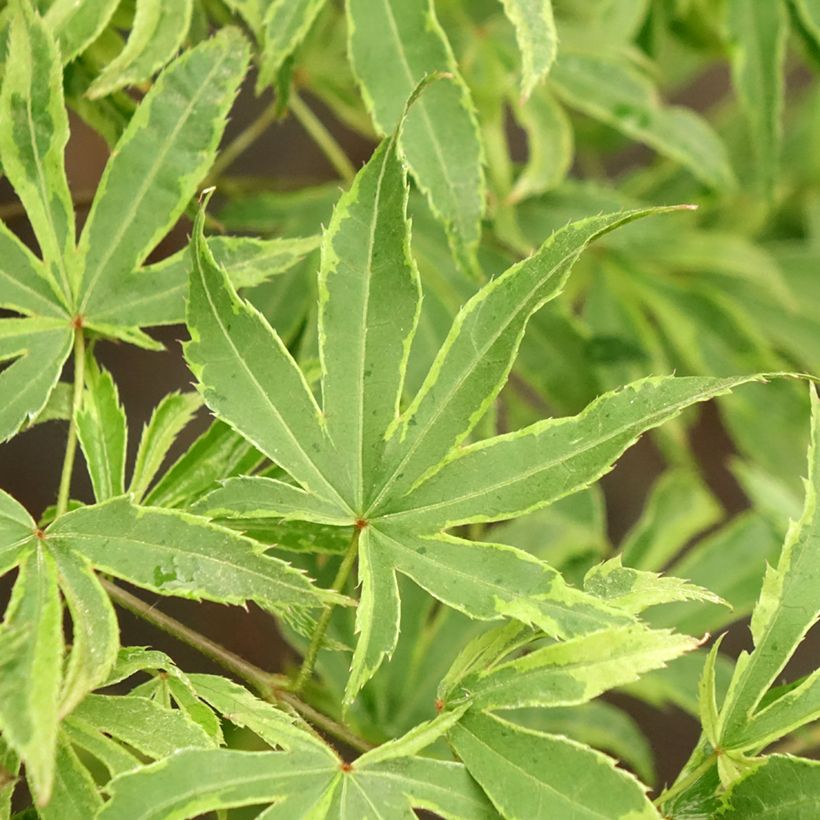 Fächerahorn Pink Passion - Acer palmatum (Laub)