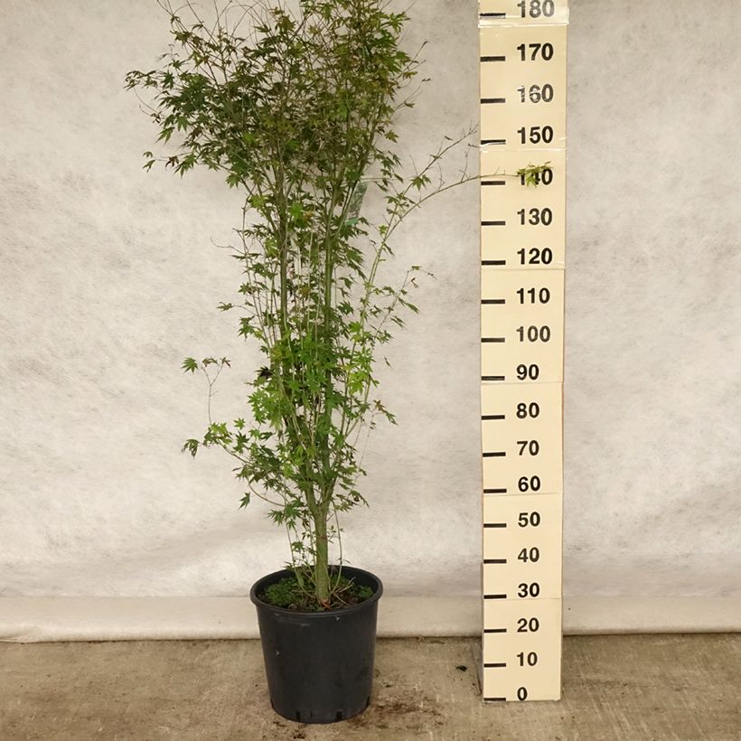Exemplar von Fächerahorn - Acer palmatum Topf mit 20L/25L wie im Sommer geliefert