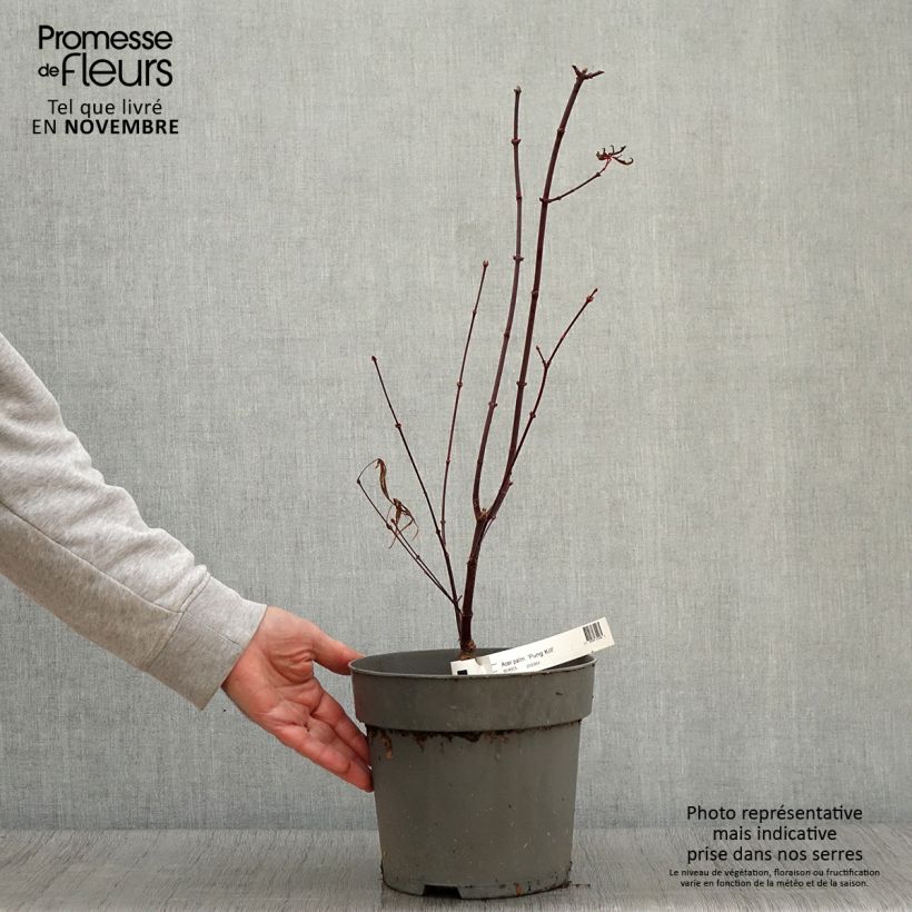 Exemplar von Fächerahorn Pung Kill - Acer palmatum Topf mit 4L/5L wie im Herbst geliefert
