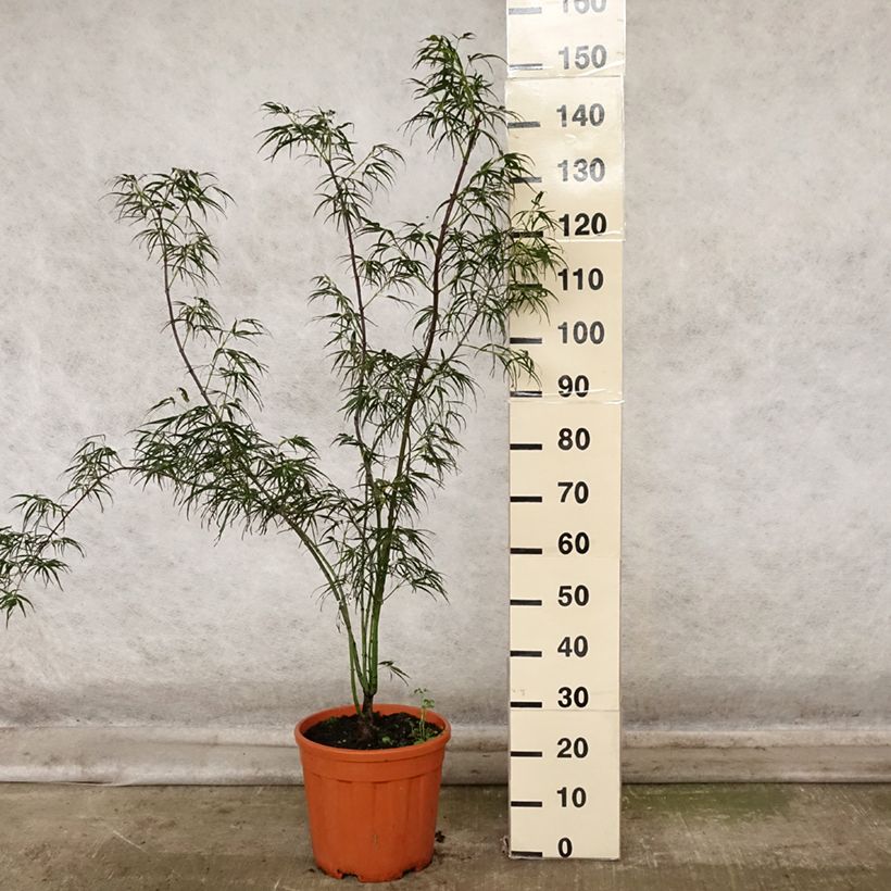 Exemplar von Fächerahorn Red Pygmy - Acer palmatum Topf mit 12L/15L wie im Herbst geliefert