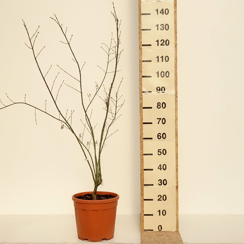 Exemplar von Fächerahorn Red Pygmy - Acer palmatum Topf mit 12L/15LGelieferte Höhe ca. 60/80cm wie im Frühjahr geliefert