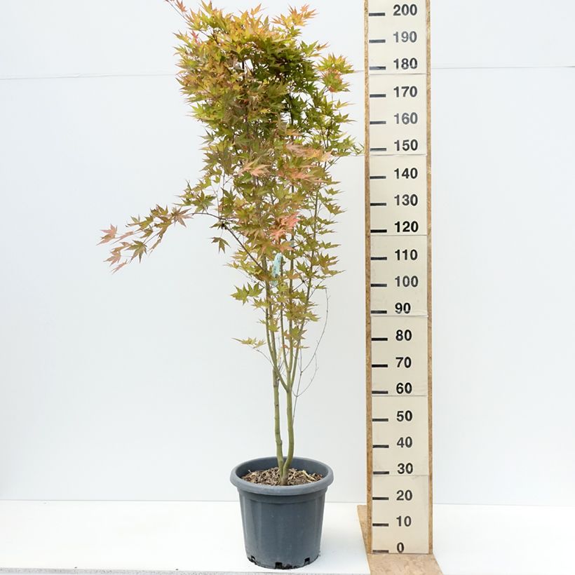 Exemplar von Fächerahorn Redwine - Acer palmatum Topf mit 20L/25L wie im Sommer geliefert