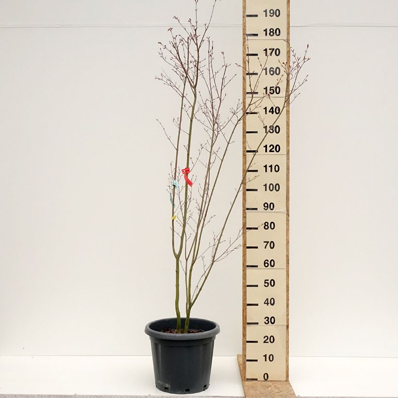 Exemplar von Fächerahorn Redwine - Acer palmatum Topf mit 20L/25LGelieferte Höhe ca. 150/+cm wie im Frühjahr geliefert