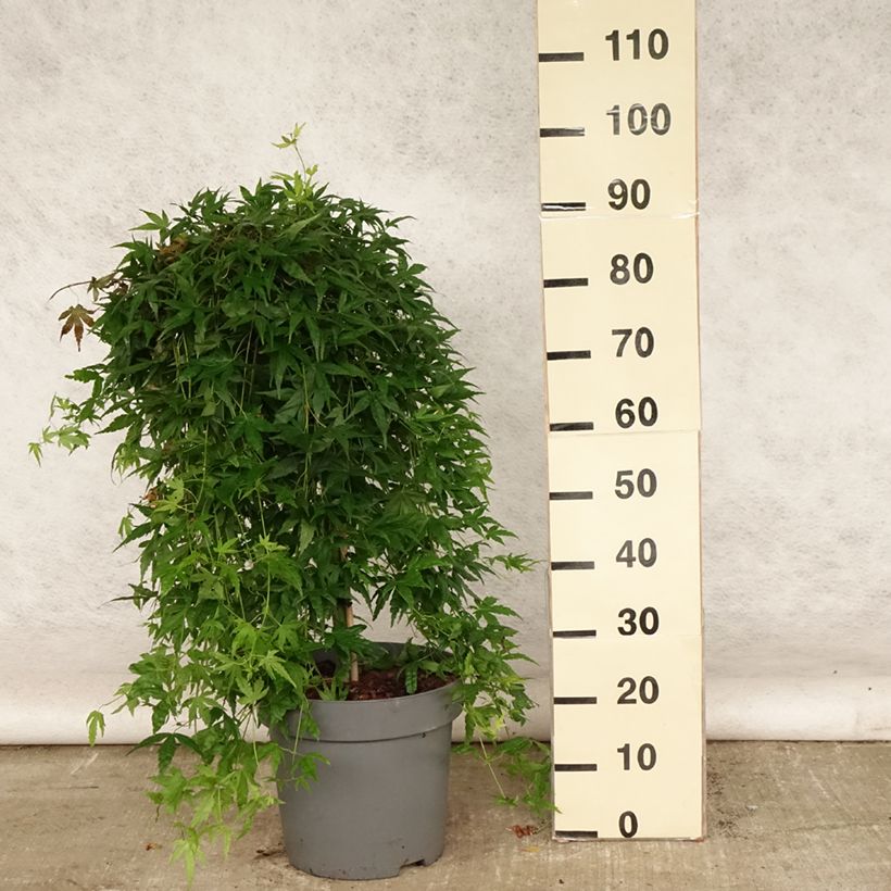Exemplar von Fächerahorn Ryusen - Acer palmatum Topf mit 12L/15L wie im Sommer geliefert
