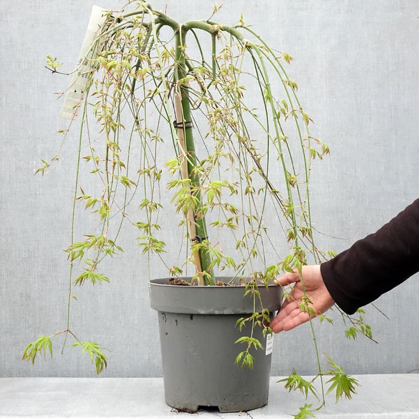 Exemplar von Fächerahorn Ryusen - Acer palmatum Topf mit 12L/15LGelieferte Höhe ca. 70/+cm wie im Frühjahr geliefert