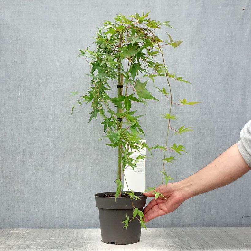 Exemplar von Fächerahorn Ryusen - Acer palmatum Topf mit 3L/4L wie im Sommer geliefert