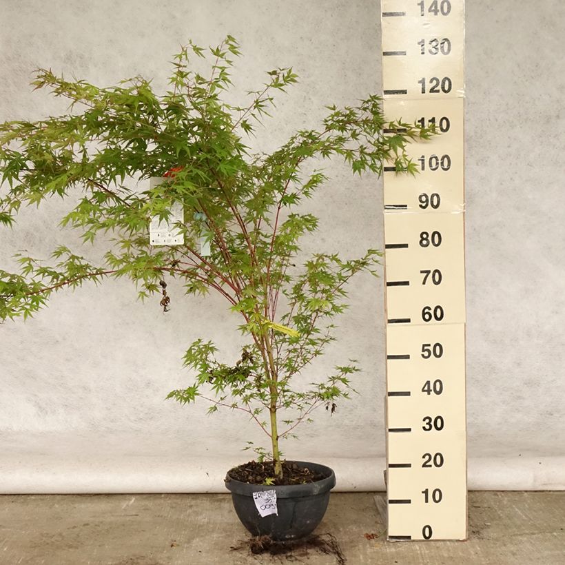 Exemplar von Fächerahorn Sangokaku - Acer palmatum Topf mit 6L/7L wie im Sommer geliefert