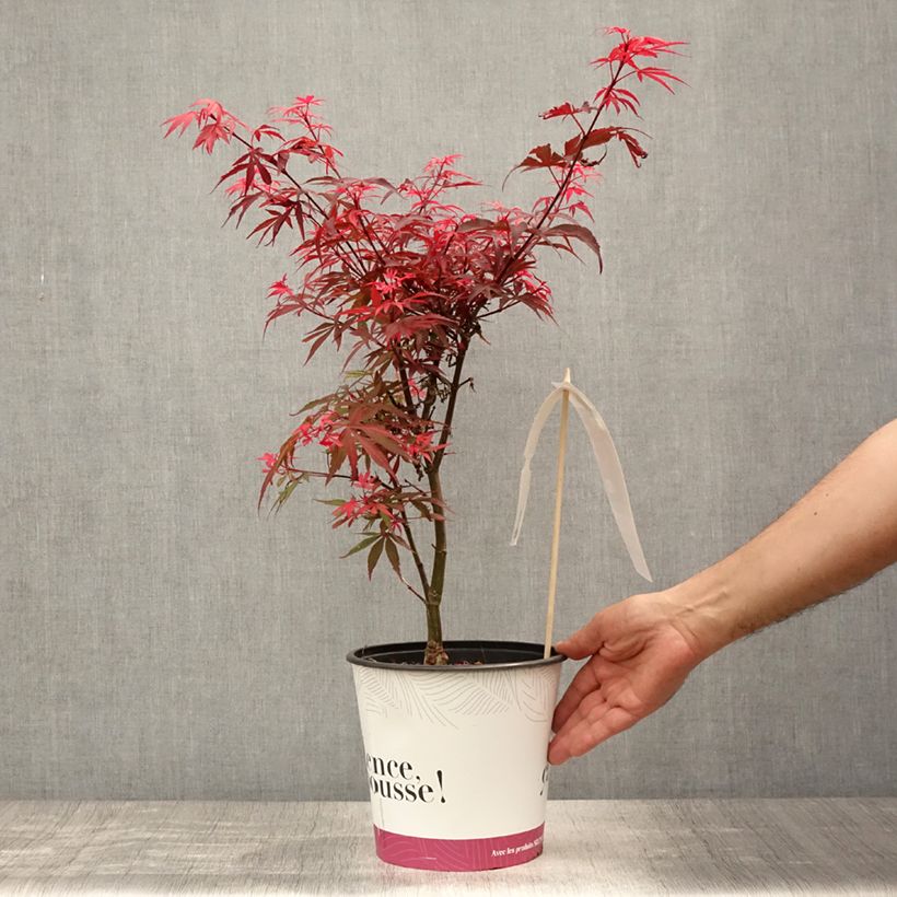 Exemplar von Fächerahorn Shaina - Acer palmatum Topf mit 3L/4L wie im Sommer geliefert