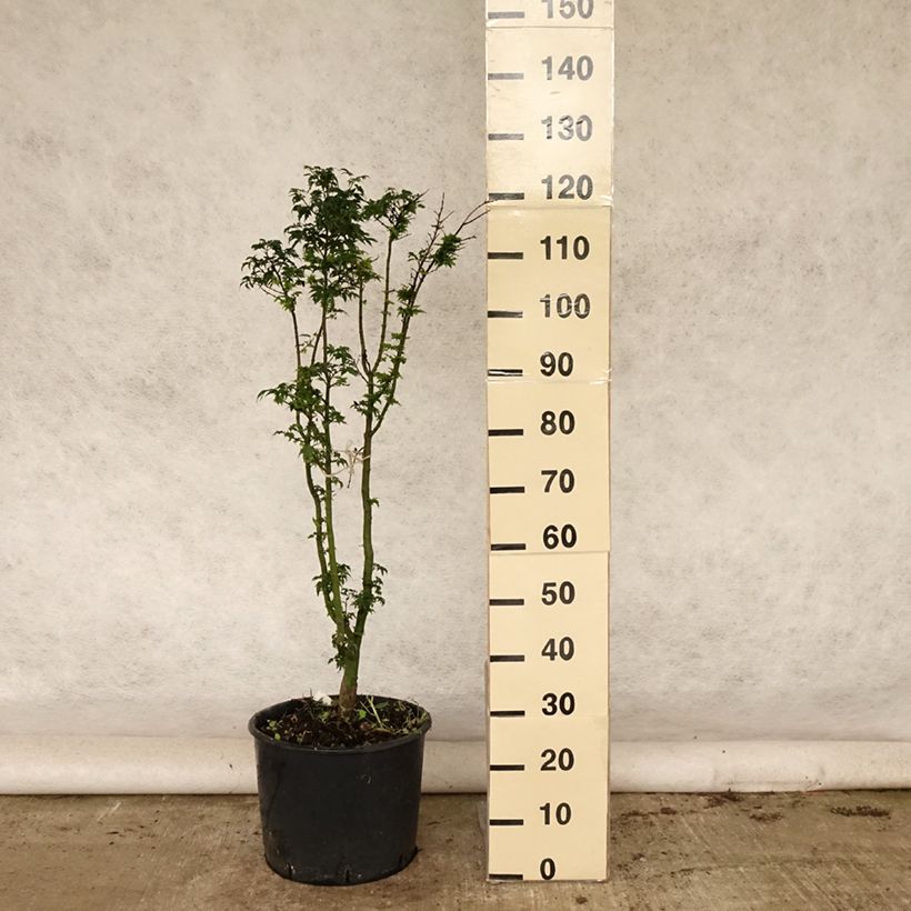 Exemplar von Fächerahorn Shishigashira - Acer palmatum Topf mit 18L/20L wie im Sommer geliefert