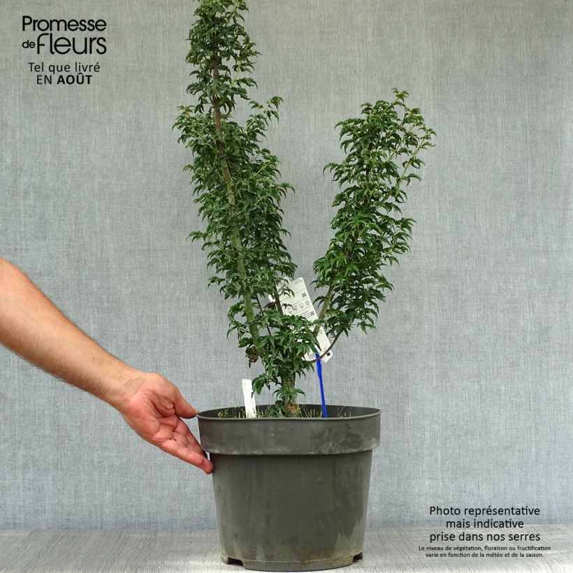 Exemplar von Fächerahorn Shishigashira - Acer palmatum Topf mit 7,5L/10L wie im Sommer geliefert