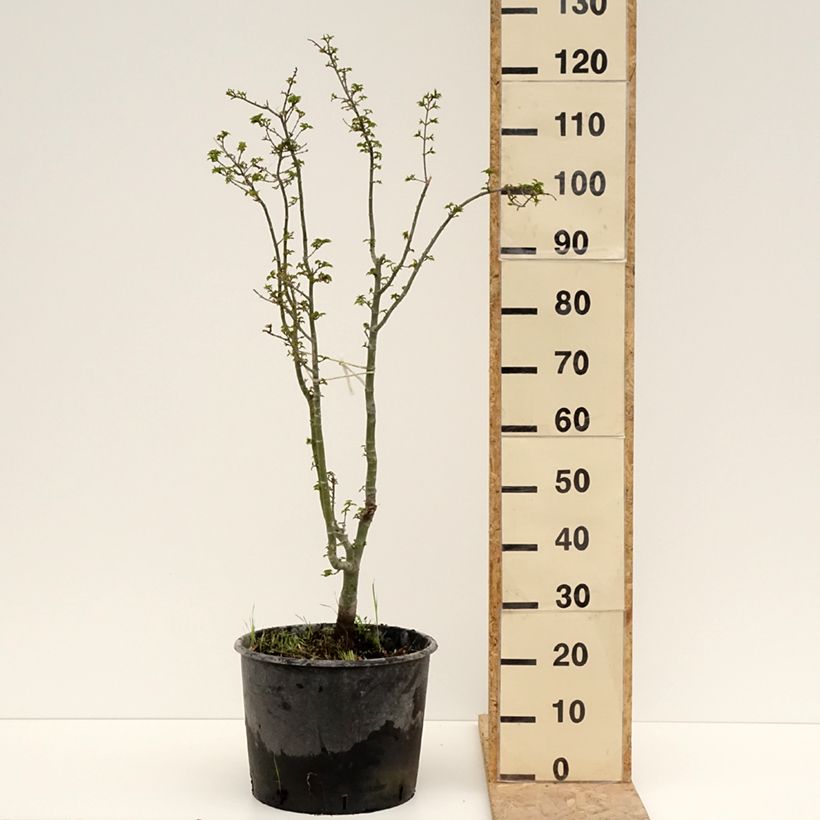 Exemplar von Fächerahorn Shishigashira - Acer palmatum Topf mit 18L/20LGelieferte Höhe ca. 80/100cm wie im Frühjahr geliefert
