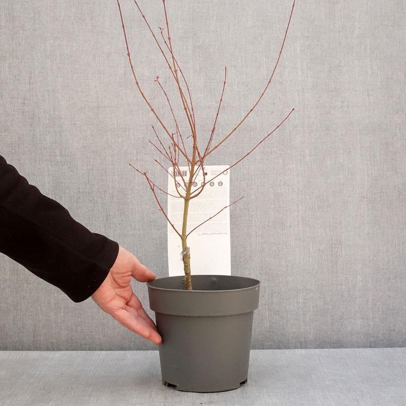 Exemplar von Fächerahorn Taylor - Acer palmatum Topf mit 3L/4LGelieferte Höhe ca. 40/45cm wie im Winter geliefert