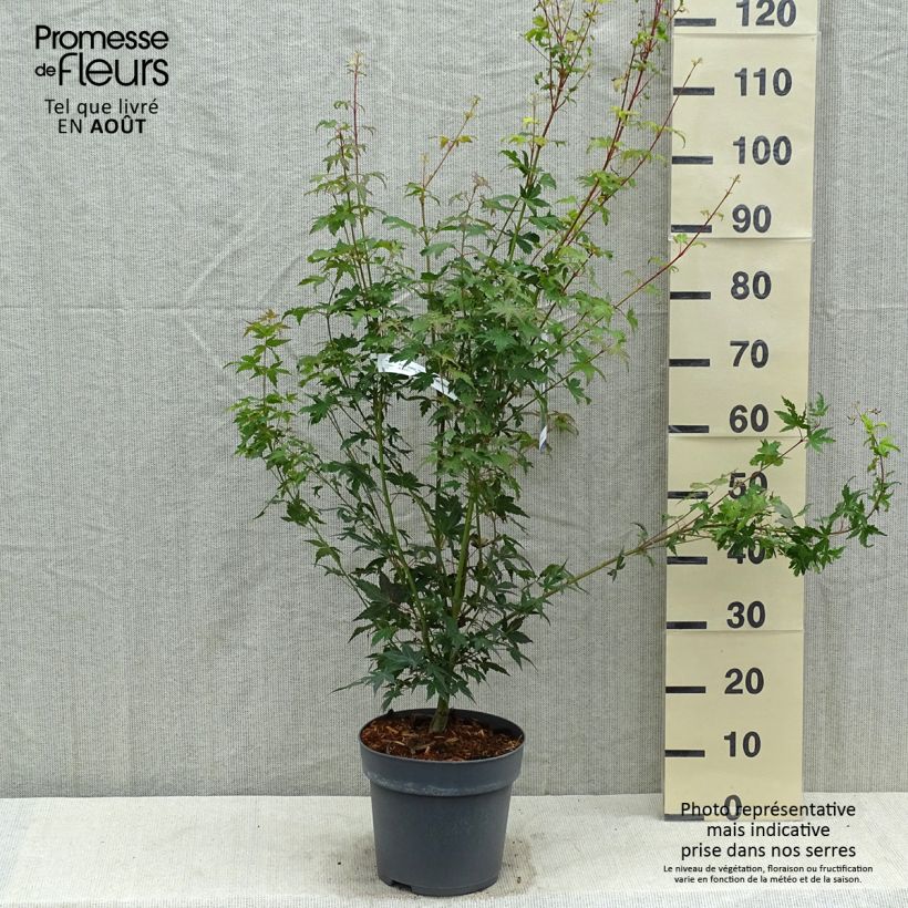Exemplar von Fächerahorn Tsukasa Silhouette - Acer palmatum Topf mit 6L/7L wie im Sommer geliefert