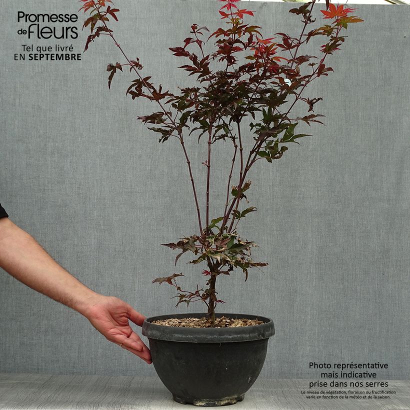 Exemplar von Fächerahorn Twomblys Red Sentinel - Acer palmatum Becher 7,5L / 10L wie im Herbst geliefert