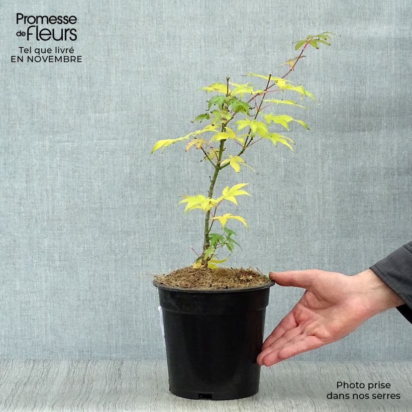 Exemplar von Fächerahorn Ukigumo - Acer palmatum Topf mit 3L/4L wie im Herbst geliefert
