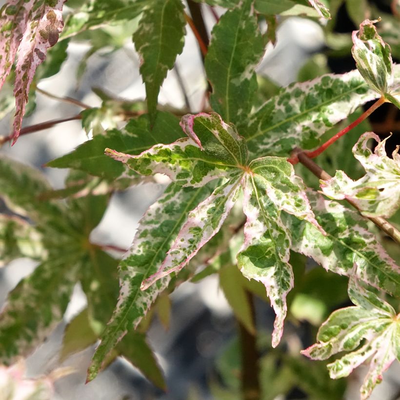 Fächerahorn Ukigumo - Acer palmatum (Laub)