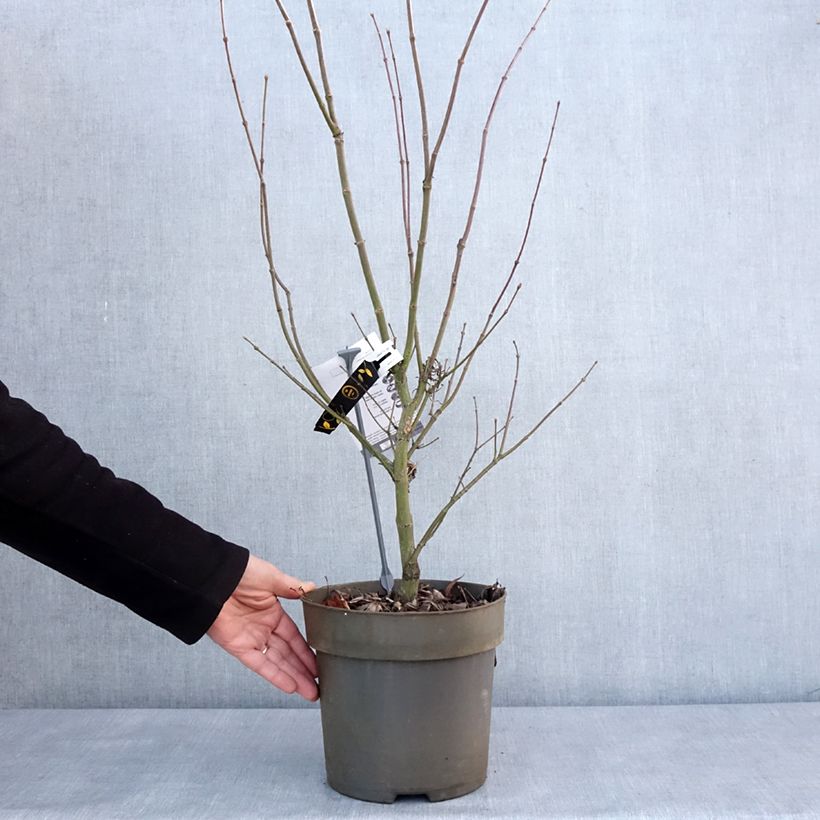 Exemplar von Fächerahorn Villa taranto - Acer palmatum Topf mit 4L/5L wie im Winter geliefert