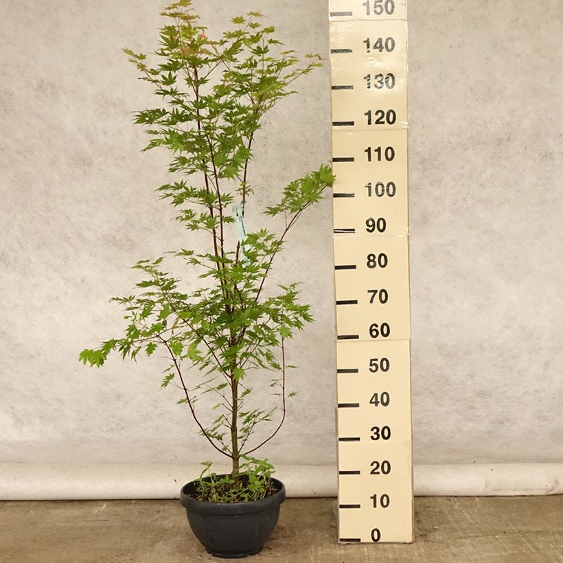 Exemplar von Japanischer Ahorn Jordan - Acer shirasawanum Becher 7,5L / 10L wie im Sommer geliefert