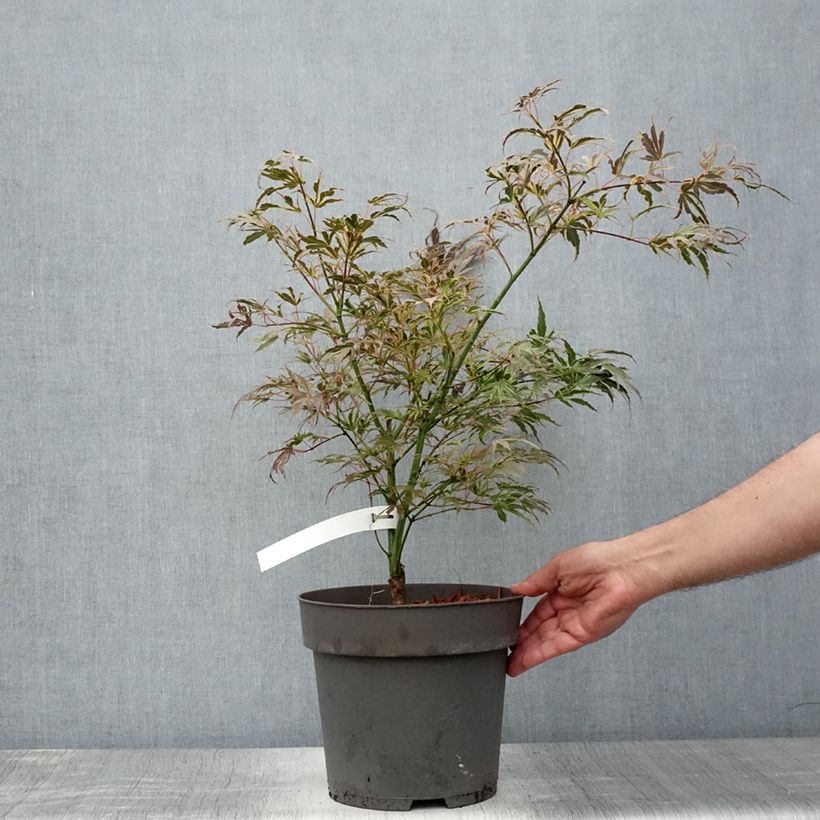 Exemplar von Fächerahorn Manyo-No-Sato - Acer palmatum Topf mit 4L/5L wie im Sommer geliefert