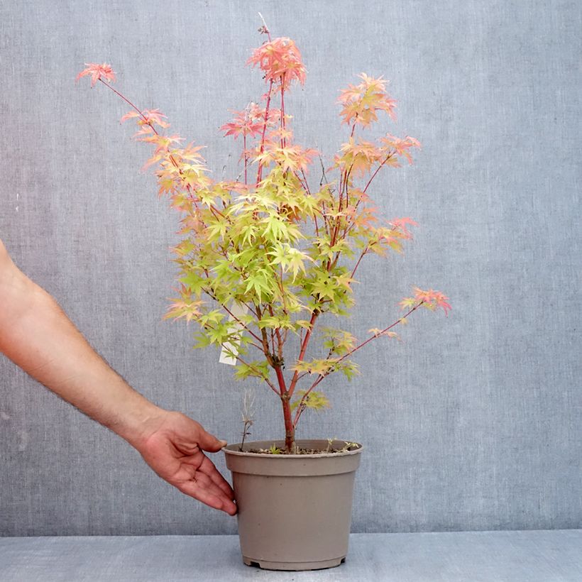 Exemplar von Fächerahorn Red Wood (Gepfropfte Pflanzen) - Acer palmatum Topf mit 4L/5L wie im Sommer geliefert