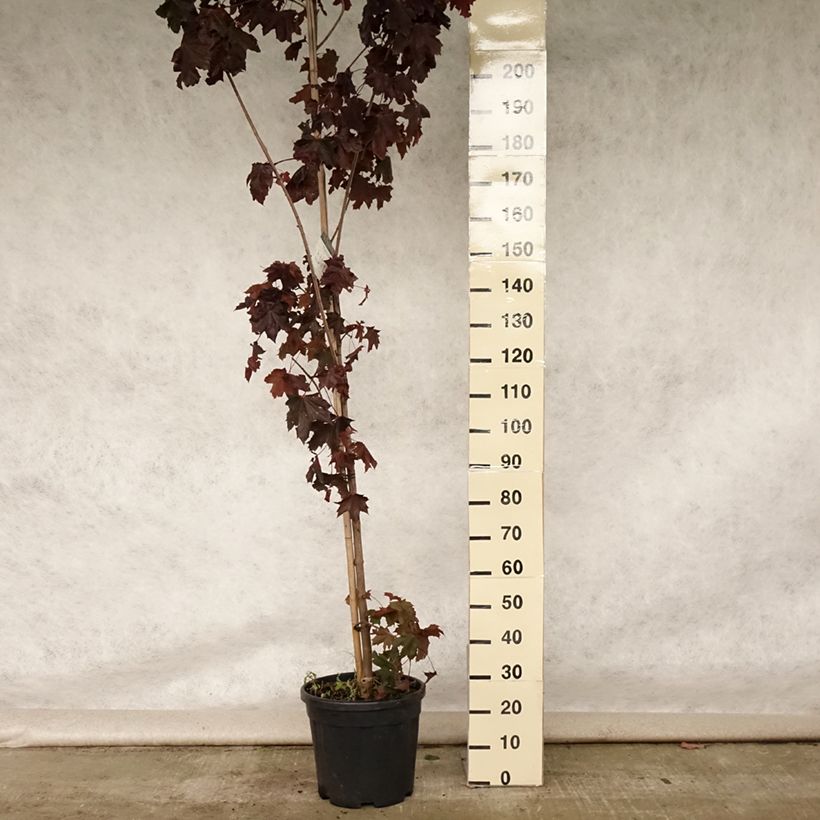 Exemplar von Spitz-Ahorn Crimson King - Acer platanoides Topf mit 20L/25LGelieferte Höhe ca. 260/280cm wie im Sommer geliefert