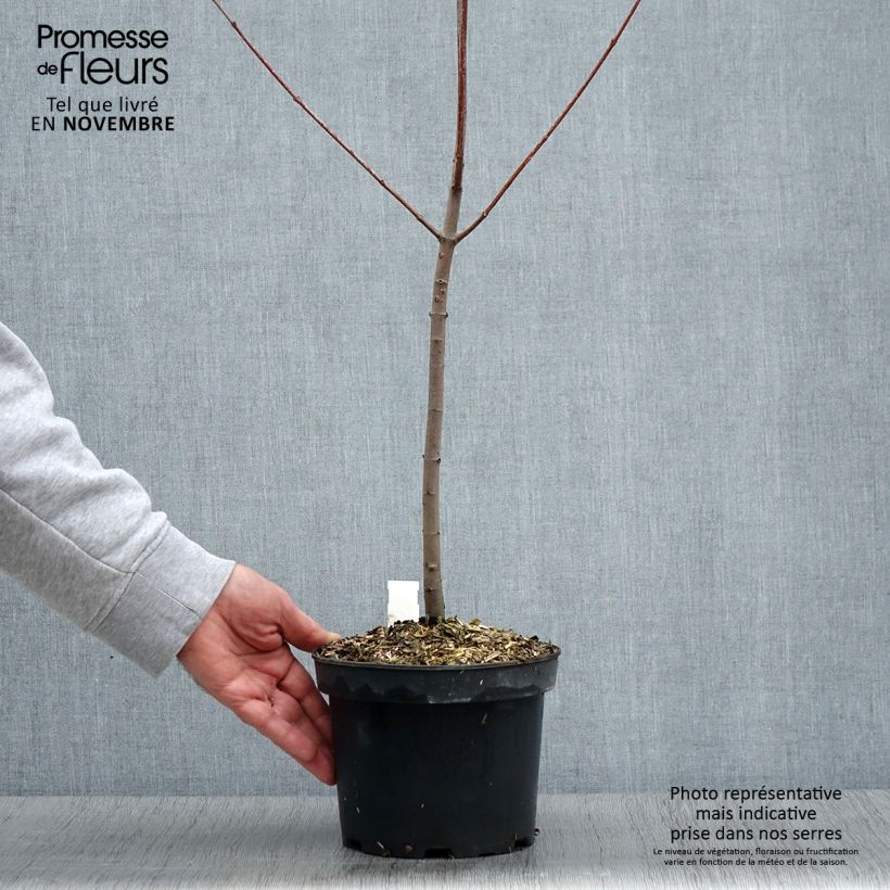 Exemplar von Rot-Ahorn - Acer rubrum Topf mit 3L/4L wie im Herbst geliefert