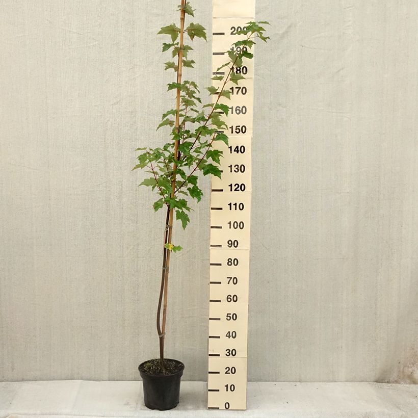 Exemplar von Rot-Ahorn - Acer rubrum Topf mit 7,5L/10L wie im Sommer geliefert