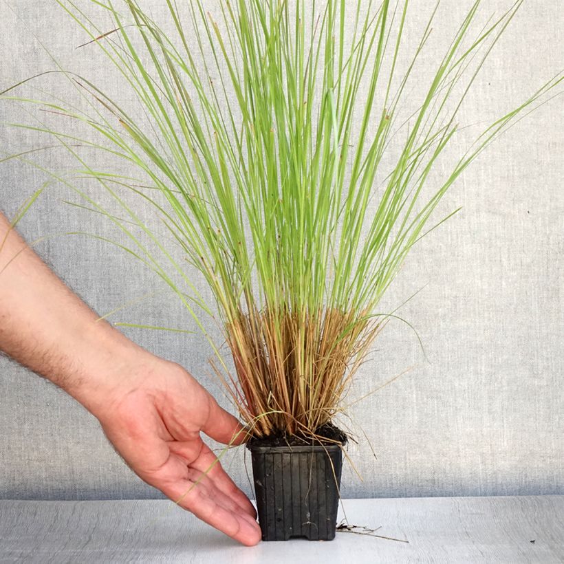 Exemplar von Eragrostis curvula - Schwachgekrümmtes Liebesgras Kleine Töpfe von 8/9 cm wie im Sommer geliefert