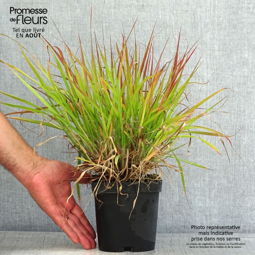 Exemplar von Eragrostis spectabilis - Purpur-Liebesgras Topf mit 1,5L/2L wie im Sommer geliefert