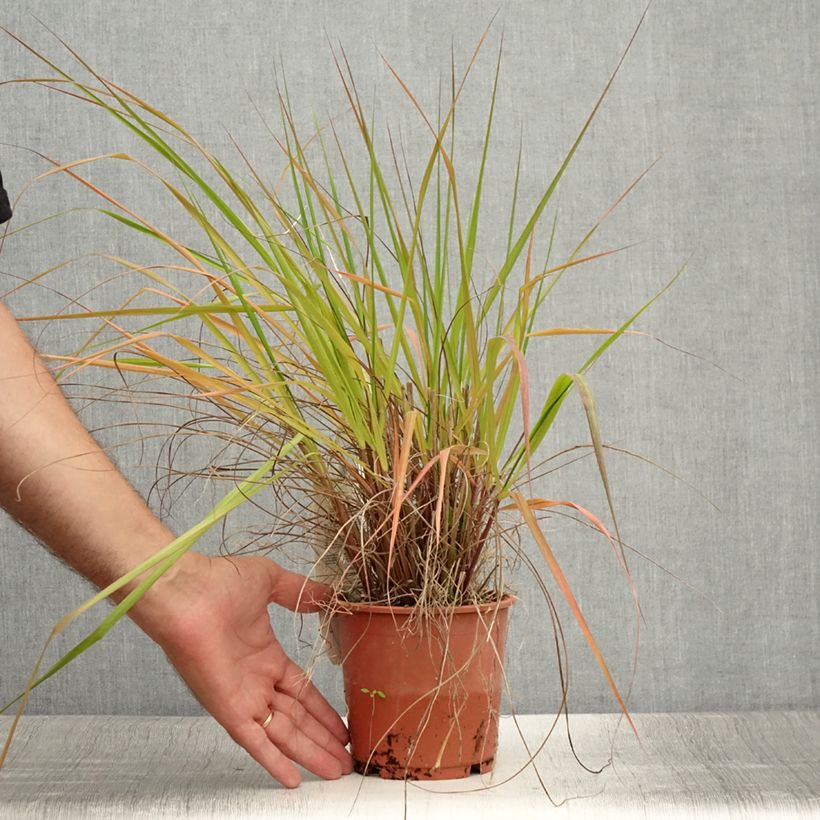 Exemplar von Eragrostis trichodes - Sand-Liebesgras Topf mit 1L/1,5L wie im Sommer geliefert