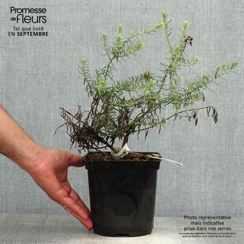 Exemplar von Eremophila caerulea nivea Beryl's Blue - Emustrauch Topf mit 3L/4L wie im Herbst geliefert