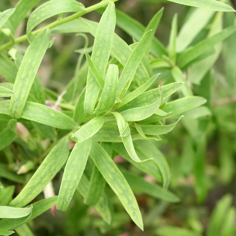 Eremophila laanii - Emustrauch (Laub)