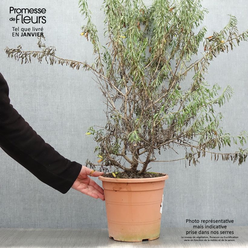 Exemplar von Eremophila maculata Aurea - Emustrauch Topf mit 7,5L/10LGelieferte Höhe ca. 40/60cm wie im Winter geliefert