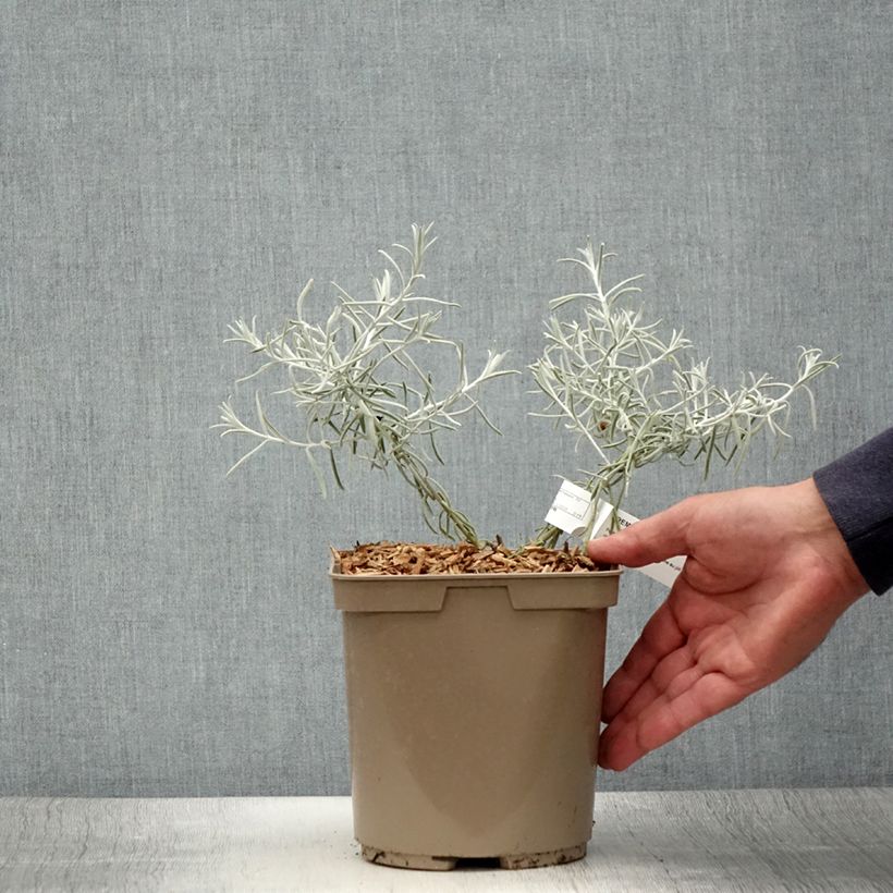 Exemplar von Eremophila nivea - Emustrauch Topf mit 3L/4L wie im Sommer geliefert