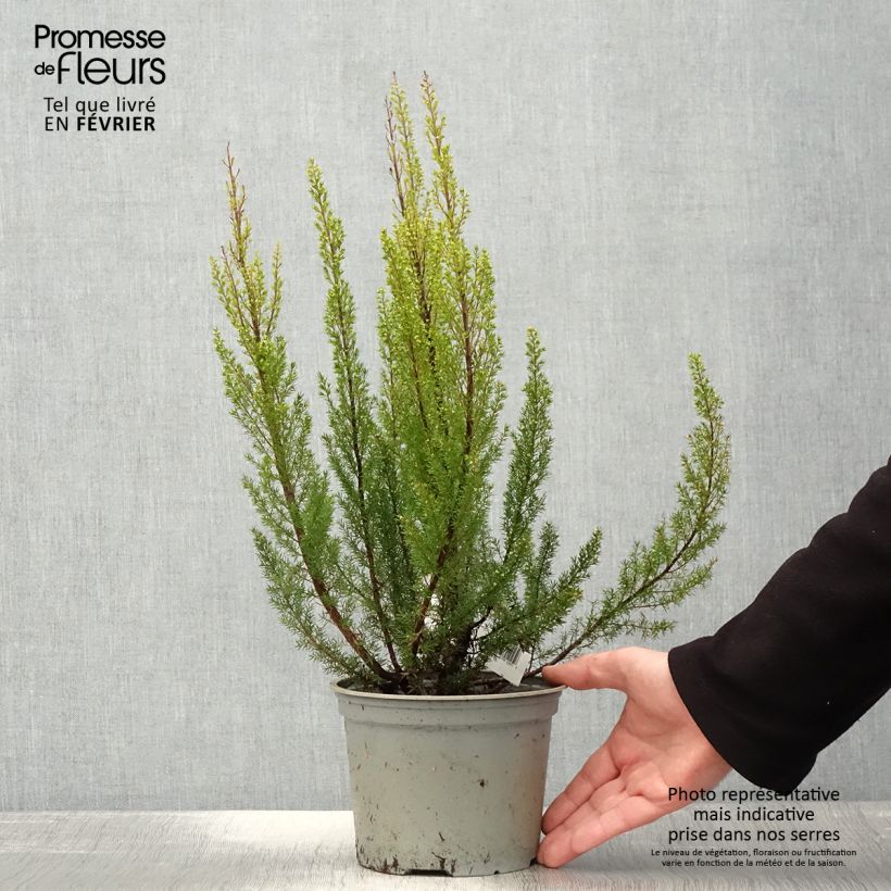 Exemplar von Baum-Heide Alpina - Erica arborea Topf mit 2L/3L wie im Winter geliefert