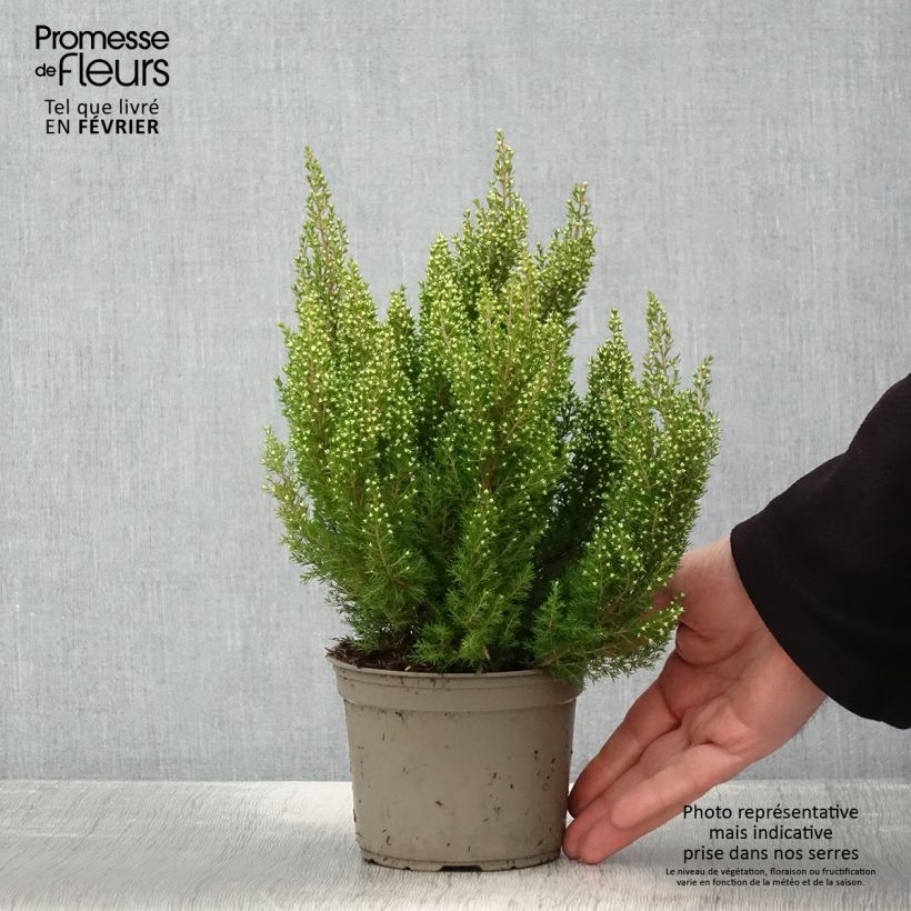 Exemplar von Baum-Heide Estrella Gold - Erica arborea Topf mit 1L/1,5L wie im Winter geliefert