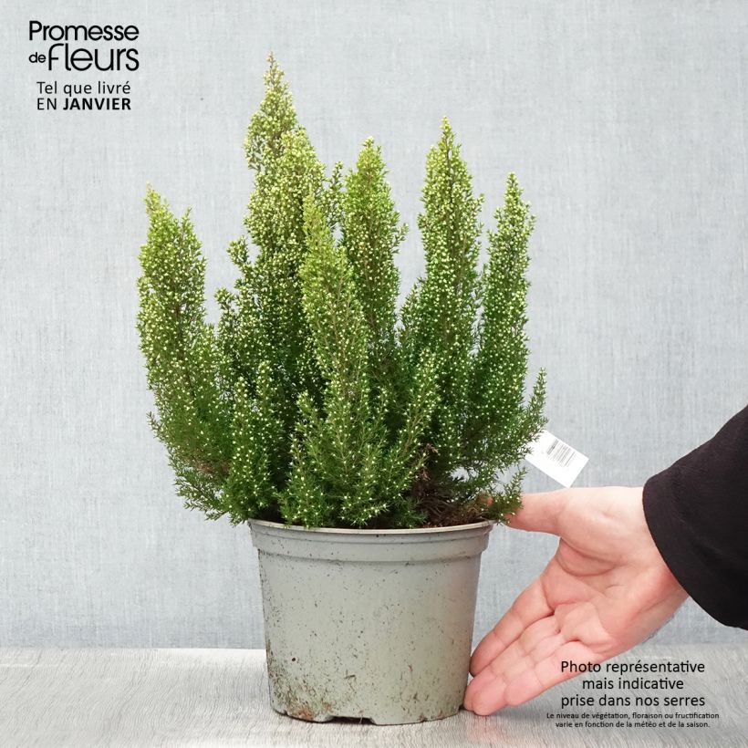 Exemplar von Baum-Heide Estrella Gold - Erica arborea Topf mit 2L/3L wie im Winter geliefert