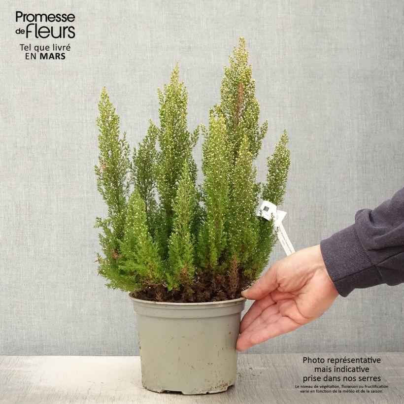 Exemplar von Baum-Heide Estrella Gold - Erica arborea Topf mit 2L/3L wie im Frühjahr geliefert