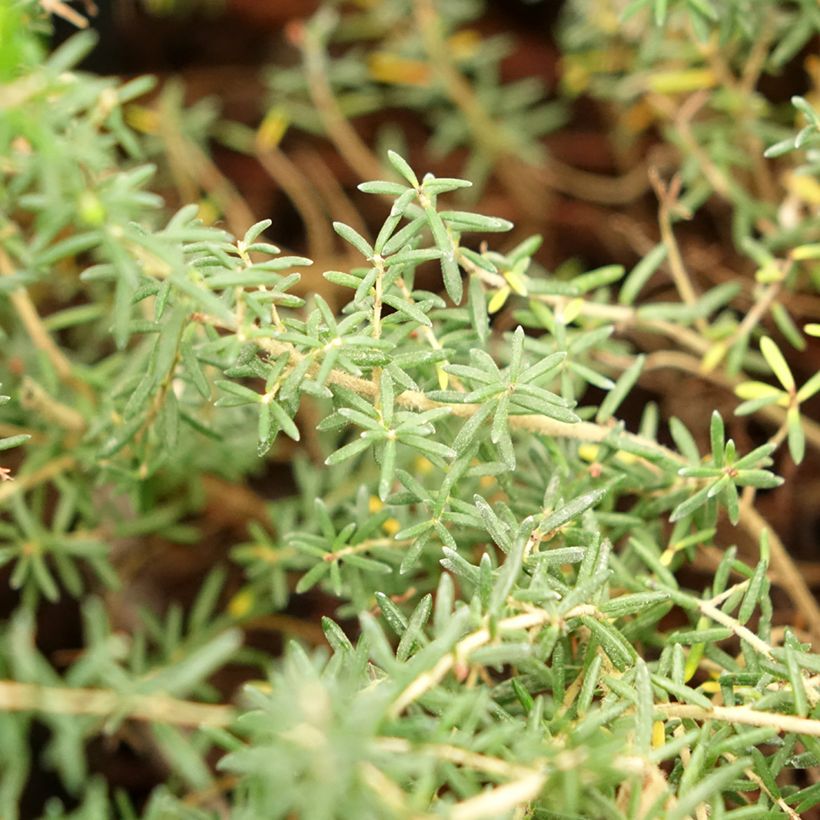 Heidekraut - Erica canaliculata (Laub)